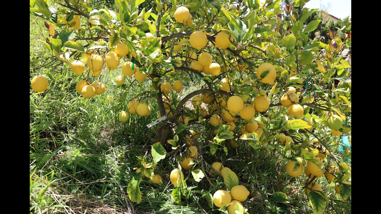 Eureka Lemon   Tree and Fruit Review April 25 2021 (San Diego, CA)