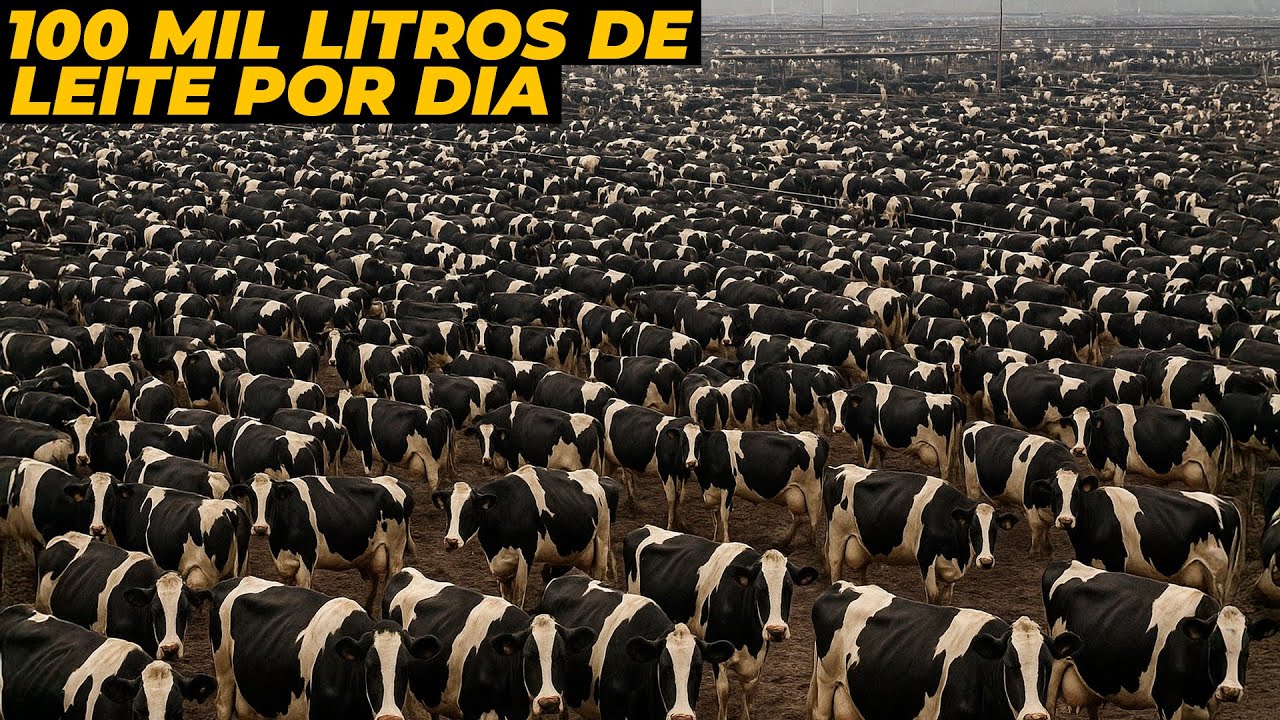 AS 5 MAIORES FAZENDAS DE LEITE DO BRASIL EM 2025