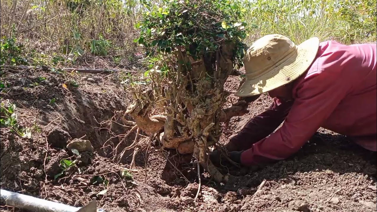 Bảy khai thác phổi dối rất đẹp sau một ngày tìm kiếm được phôi này