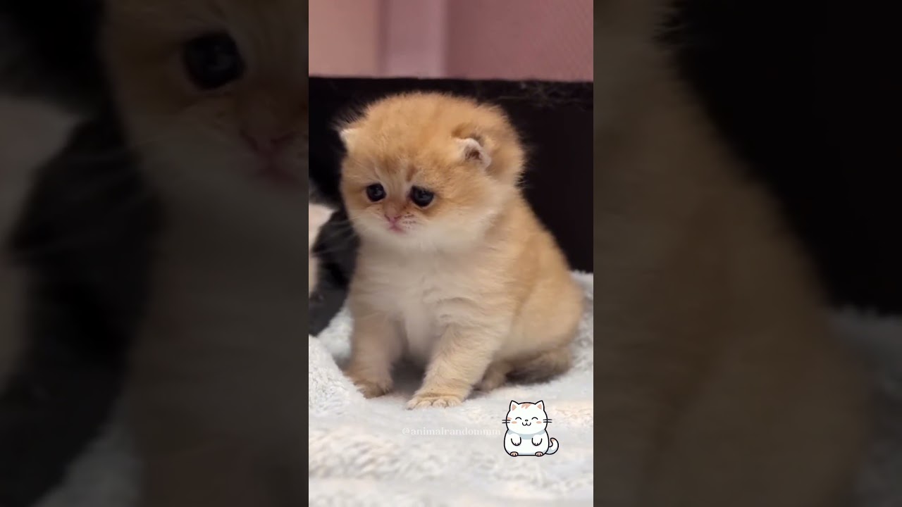 Kucing oyen 😻 #animals #catcute #humor #kucinglucu #cat #random #kucingimut #funnyvideo