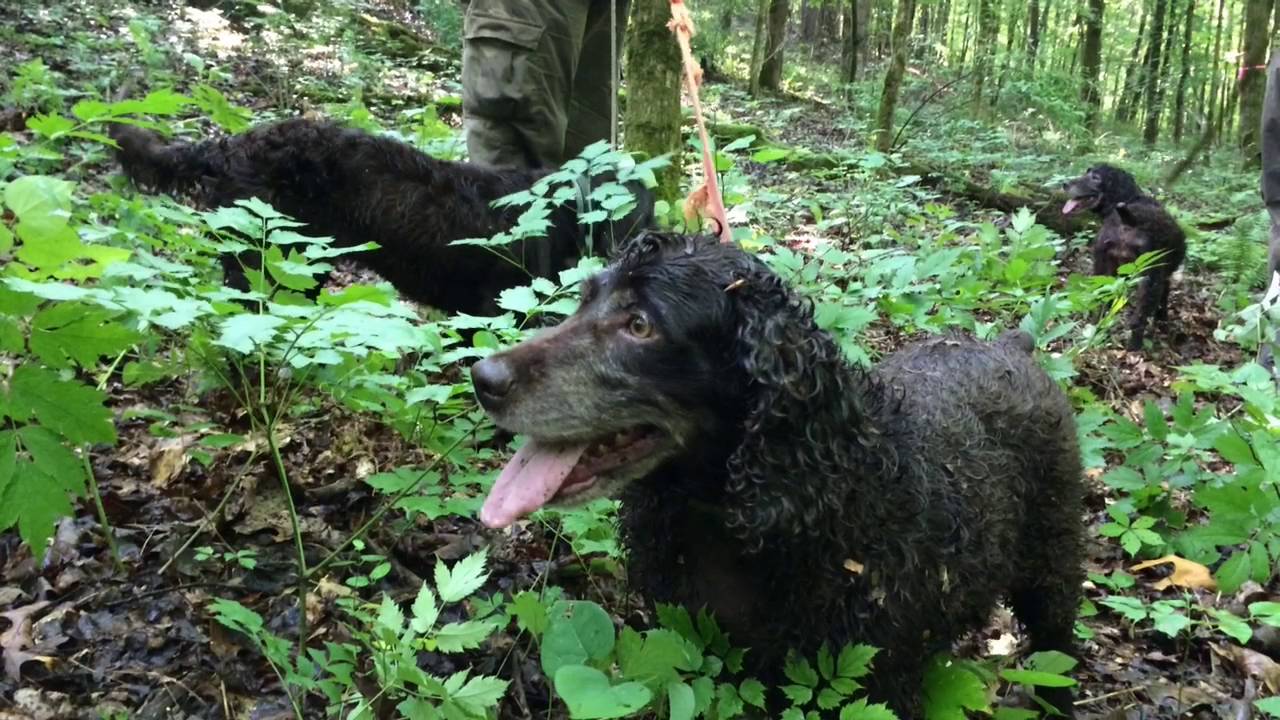 Boykin spaniels trained to find box turtles