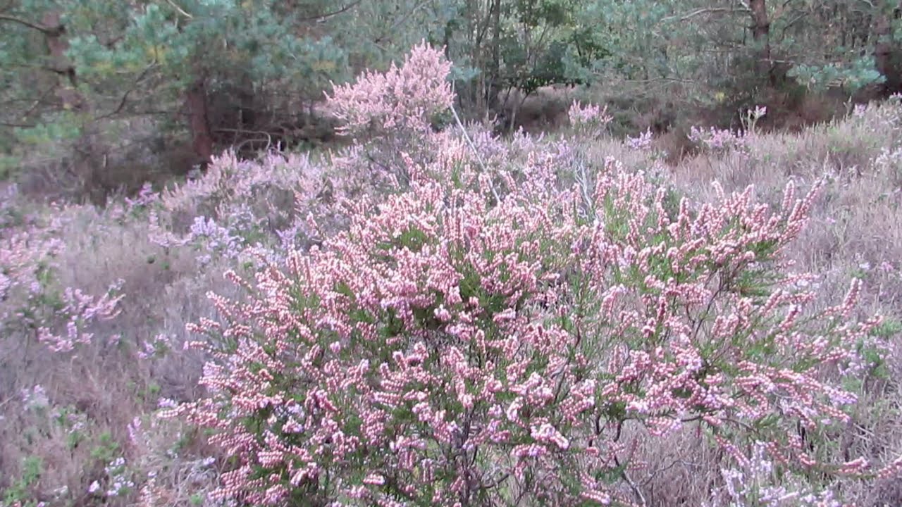 Heather