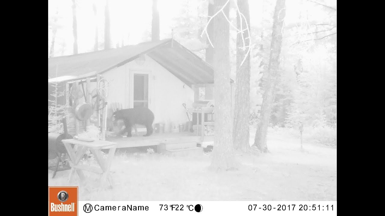 THE TENT. Early August Trip. A Black Bear on the front porch?
