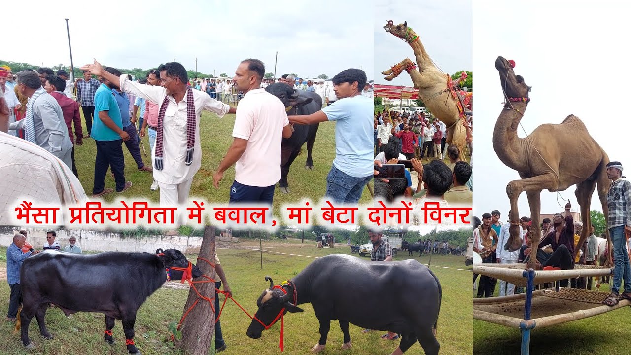 भैंसा रिंग में मचा बवाल नहीं लेना ईनाम ? शानदार ऊंट घोड़ा डांस/ पाबोलाव पशु मेला Sujangarh Ladnun