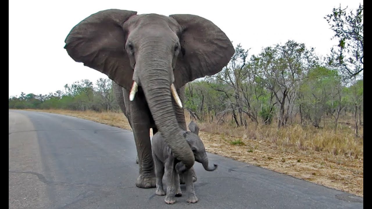 Mother Elephant Protects Calf From Tourists