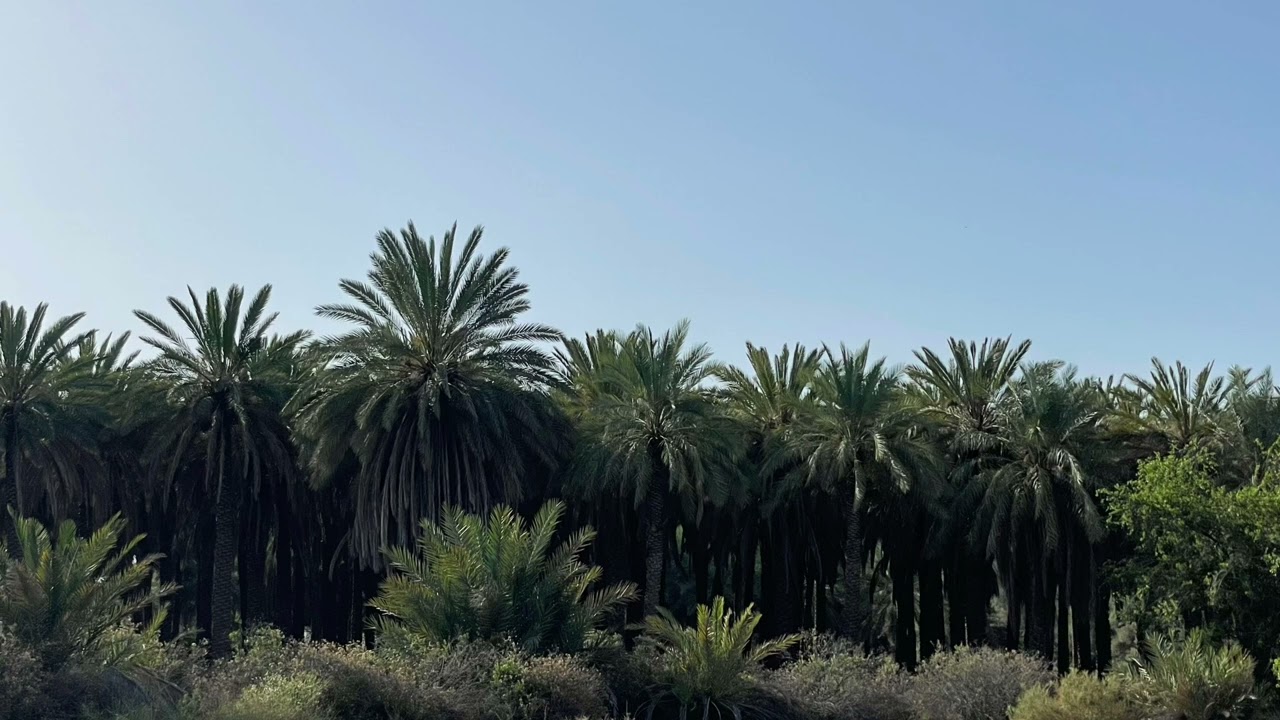 ناح الحمام :عبدالسلام الصعب