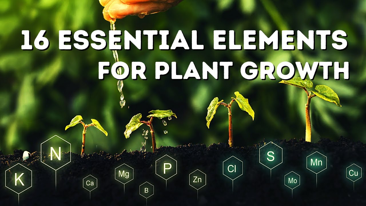 16 Essential Elements For Plant Growth || For The Benefit Of Farmers || Agri Knowledge || Learning |