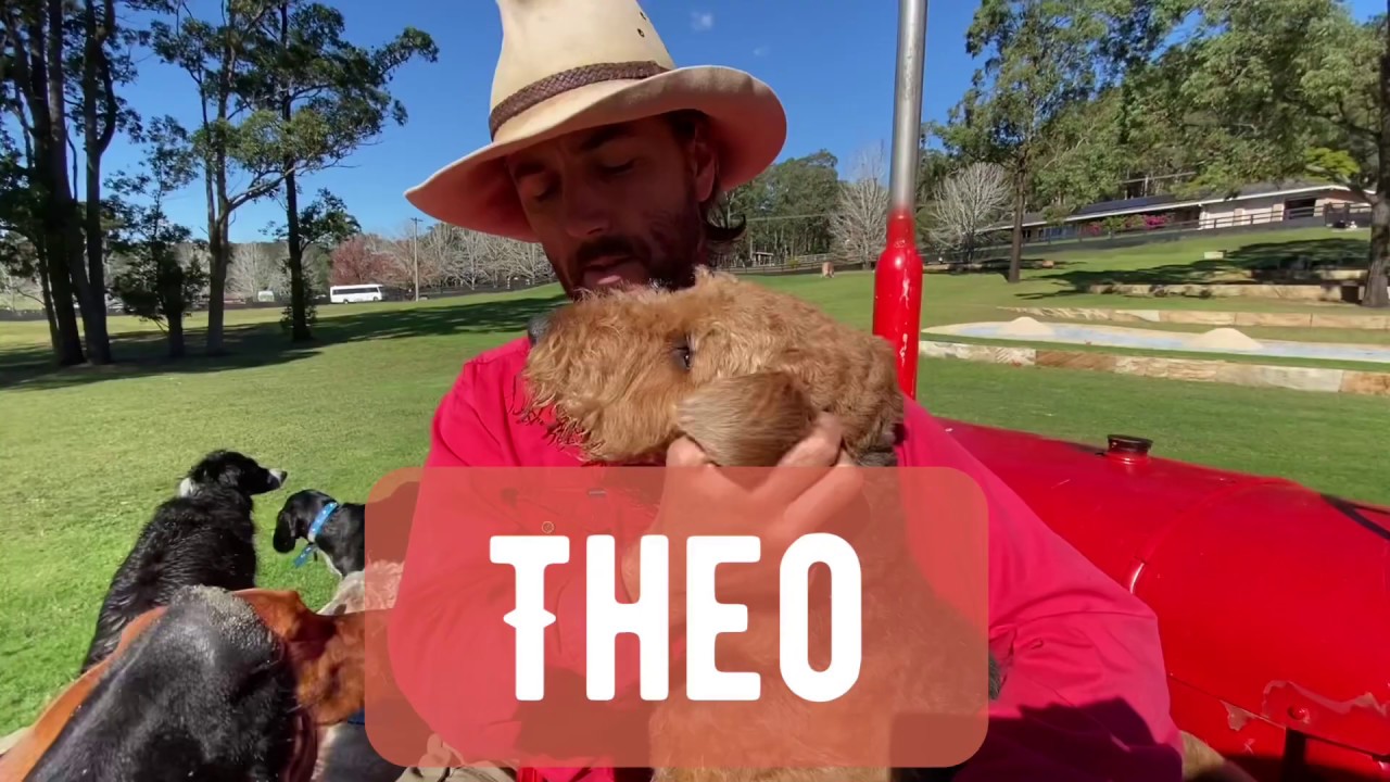 Theo the Airedale Terrier