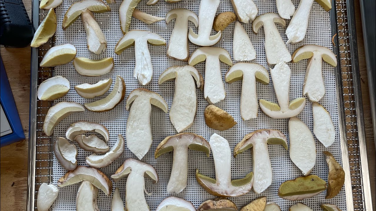 Why I’ve been Freeze Drying Mushrooms