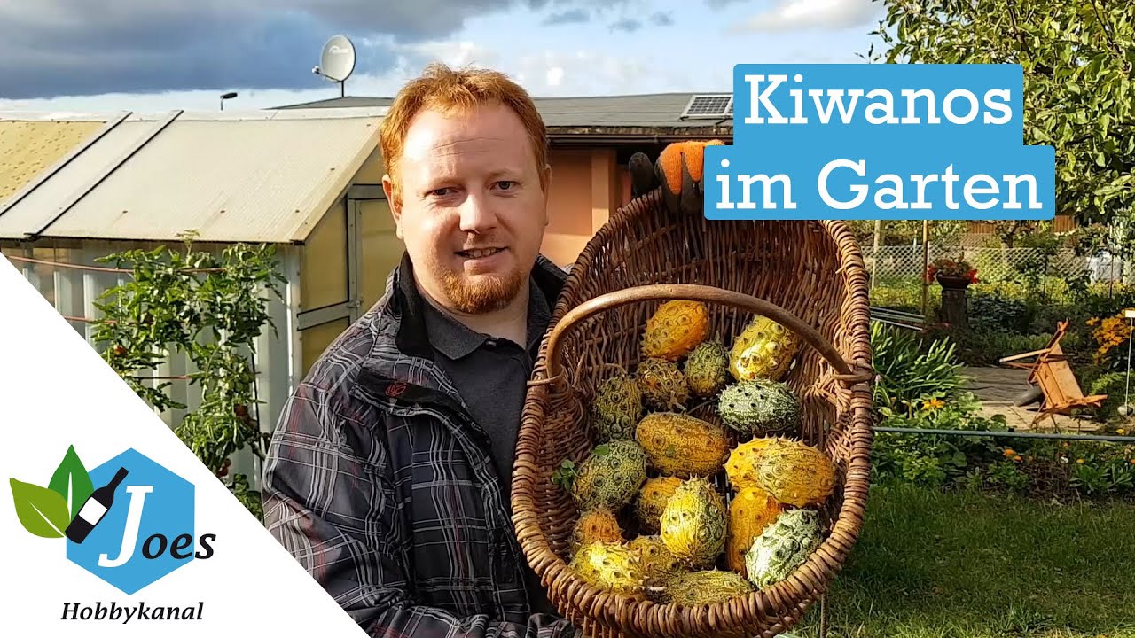 Kiwano ernten - Horngurken aus Freiland und Gewächshaus