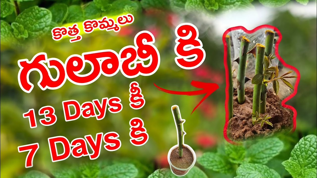 గులాబీ కొత్త కొమ్మలు వచ్చినవి 13 Days కి friends 🎯 #garden #flowers #telugu Rose plant new buds 