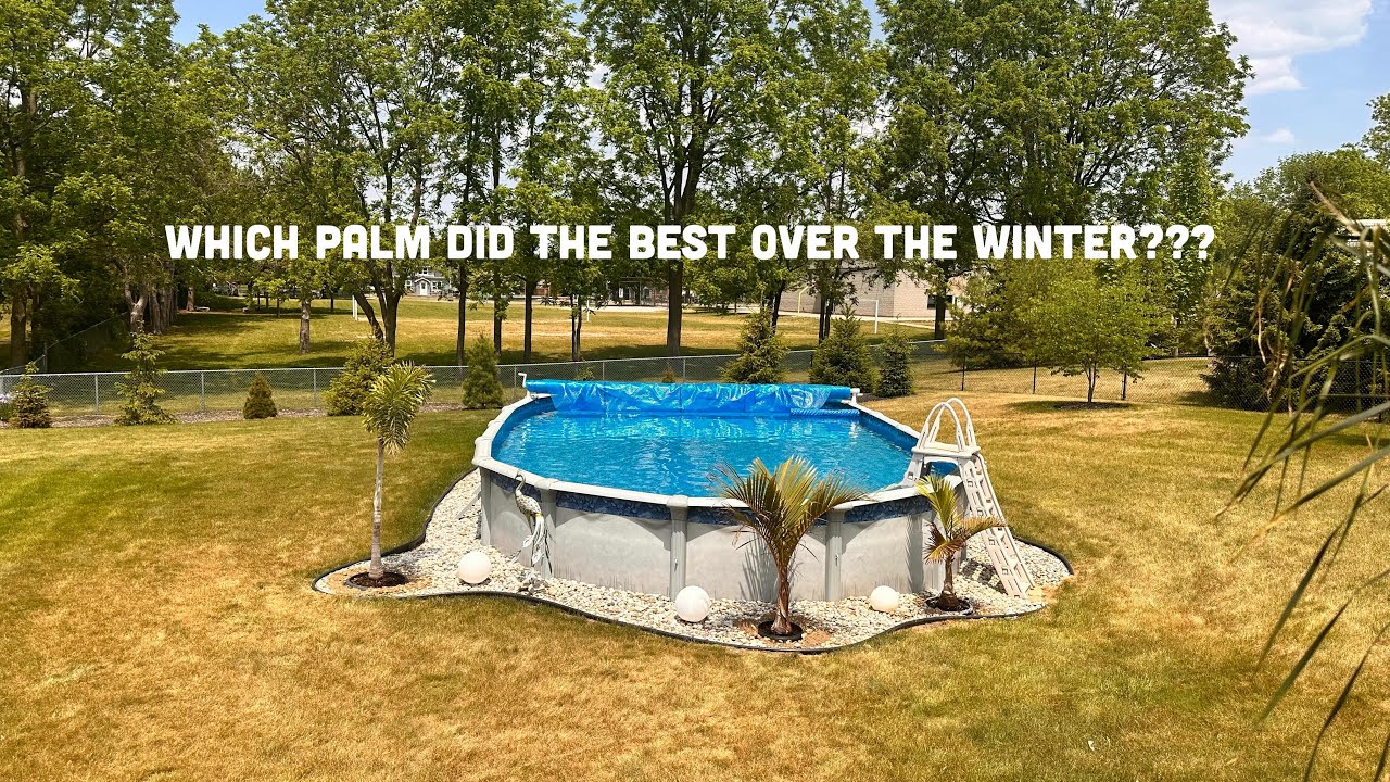 Palm update (which one faired the winter indoors best??)