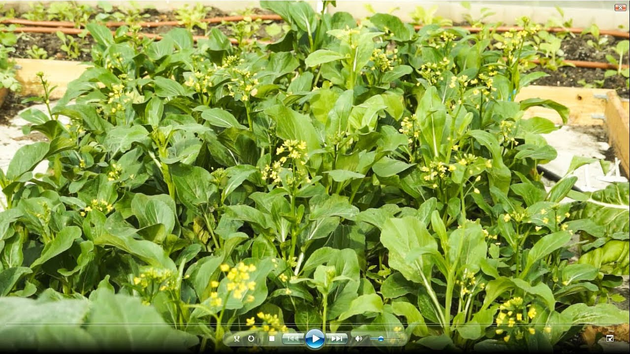 Как выращивать Ю Чой Сум (油菜心)