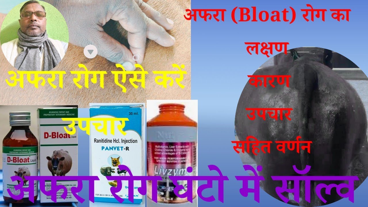 पशुओं में अफरा की बीमारी कब, क्यों और कैसे होता है ? लक्षण कारण उपचार सहित वर्णन।