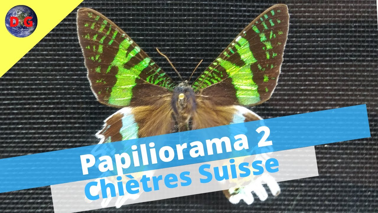 Papiliorama partie 2