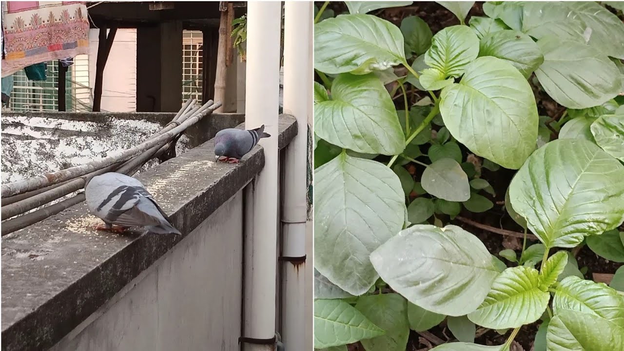 লাউগাছ চিকুন হওয়ার কারণ কি বিকালে ছাদে গুরে গেলাম 