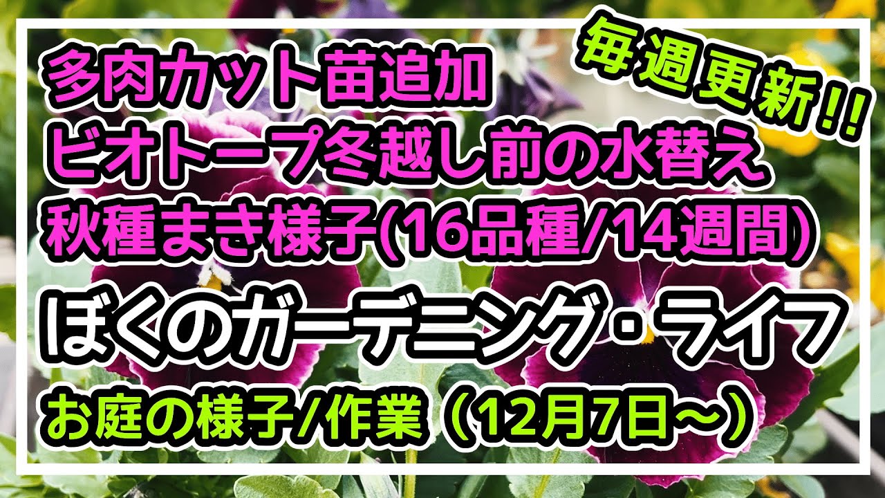 【お庭の様子/作業】【秋種まき様子(16品種/14週間)・ビオトープ冬越し前の水替え・多肉カット苗追加】【12月7日～20日 2025年】ぼくのガーデニング・ライフ