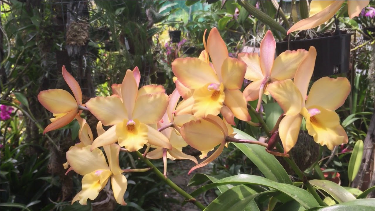 Iwanagara Apple Blossom. Genus Jackfowlieara.