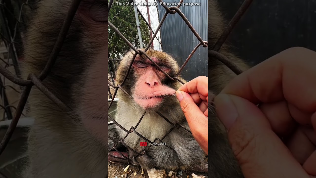 Funny Sleeping Monkey Moment 😂🐒 #FunnyMonkey #Shorts #Chinki
