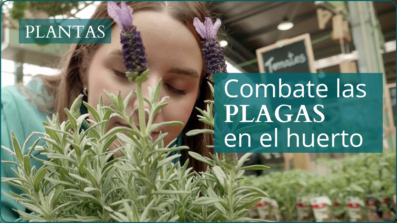 Plantas que evitan las plagas en el huerto | Repelentes de mosquitos naturales | Verdecora