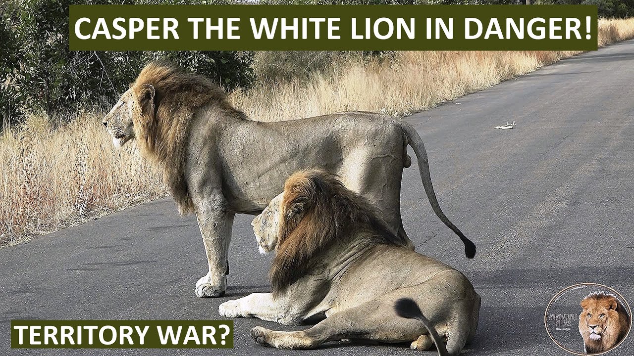 The Fall of a King? Casper the White Lion Faces Elimination by Territorial Rivals