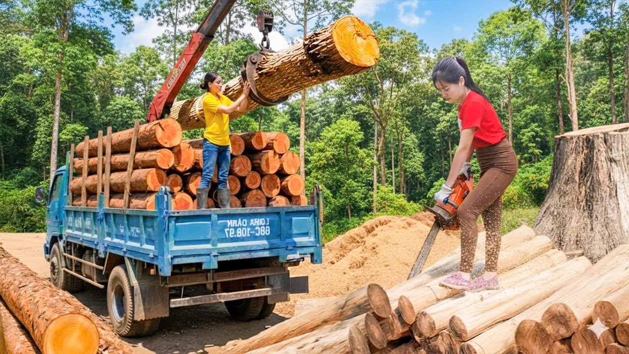 Harvesting Multi-Year-Old Xoan Wood | Logging & Transporting from Farm | My Bushcraft