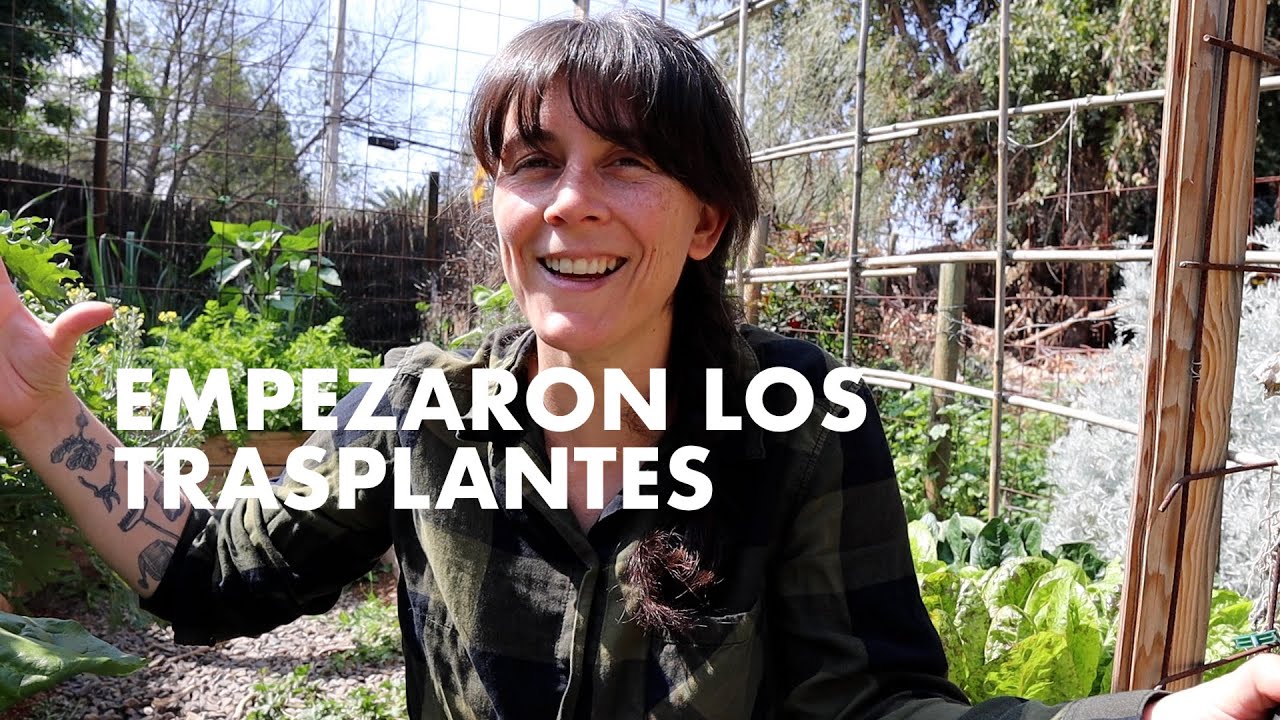 Empezaron los Trasplantes! Afírmate Primavera!!  #Tomates #Pepino #huertafamiliar
