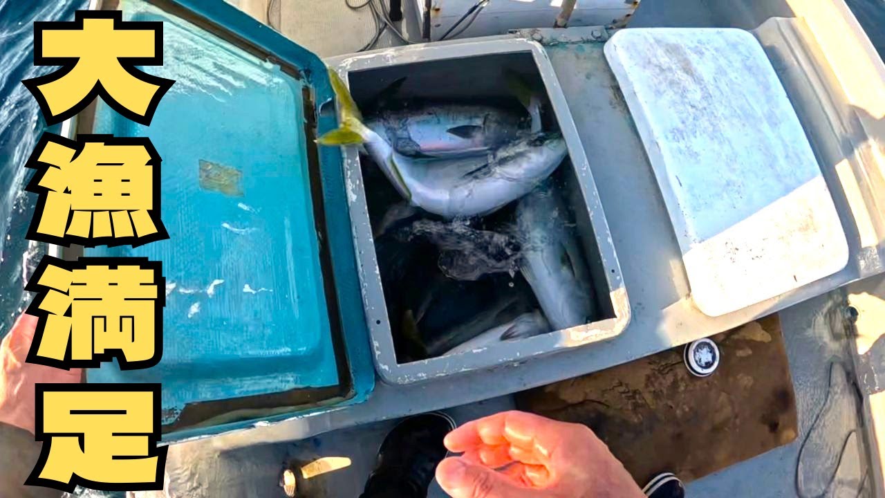 巻くだけで釣れすぎた　生簀が大賑わいでした