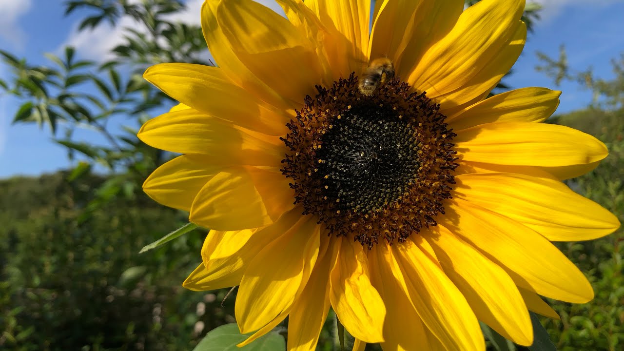 What I love most about my allotment