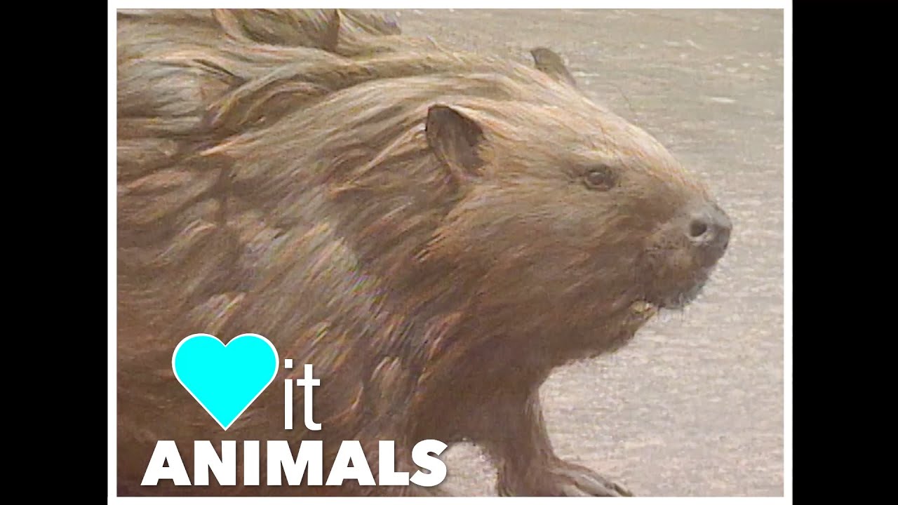 Animal Art with Robert Bateman