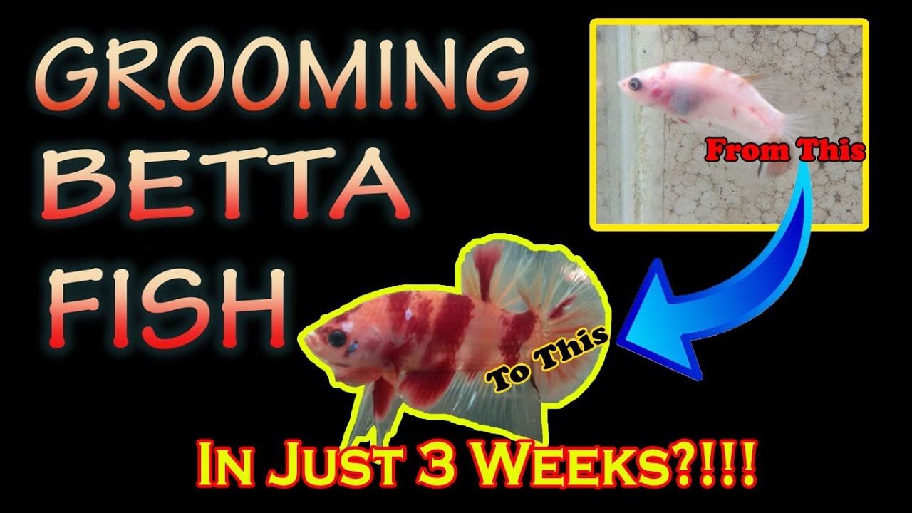 HOW TO GROOM BETTA FISH
