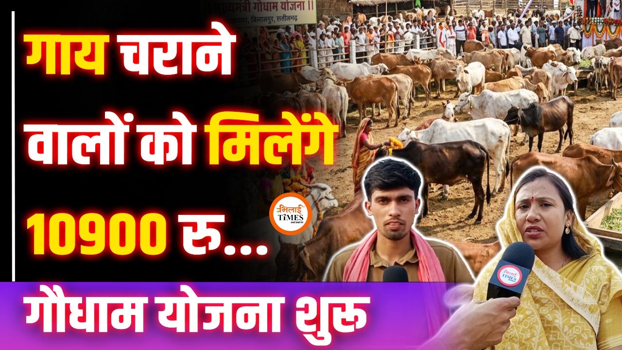 गौधाम योजना शुरू | गाय चराने वालों को मिलेंगे 10900 रु. मानदेय | सेवा वालों को 13126 | Harendra Sahu