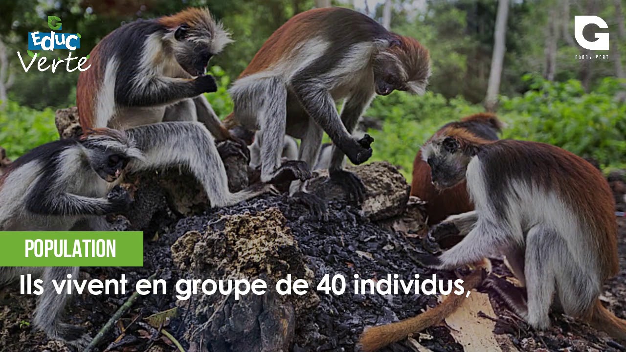 EDUC'VERTE COLOBE ROUGE