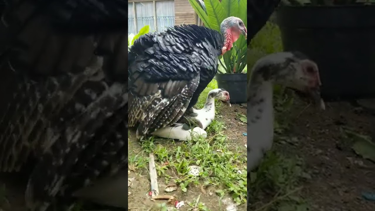 turkey vs duck