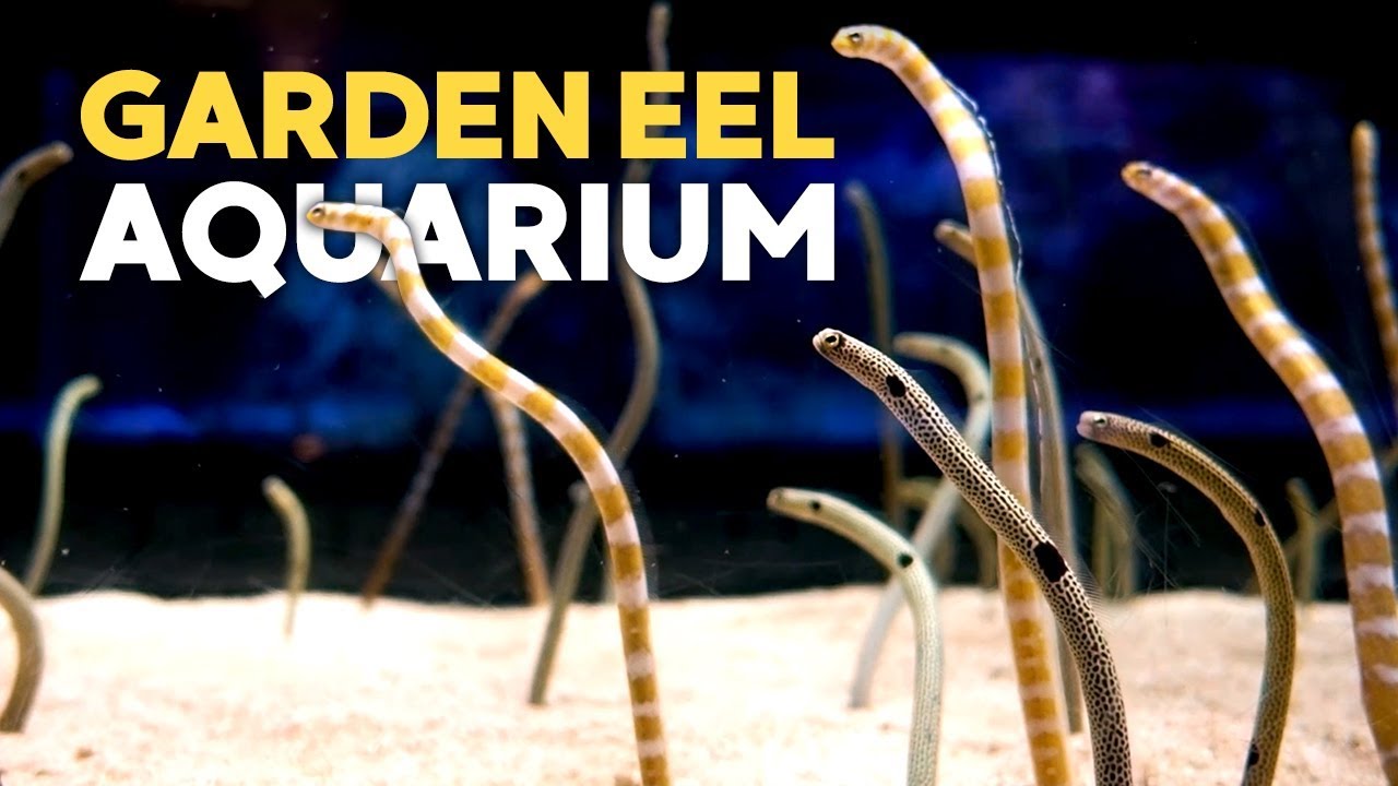Garden Eel Tank + Takashi Amano Tanks @ Sumida Aquarium Tokyo Skytree