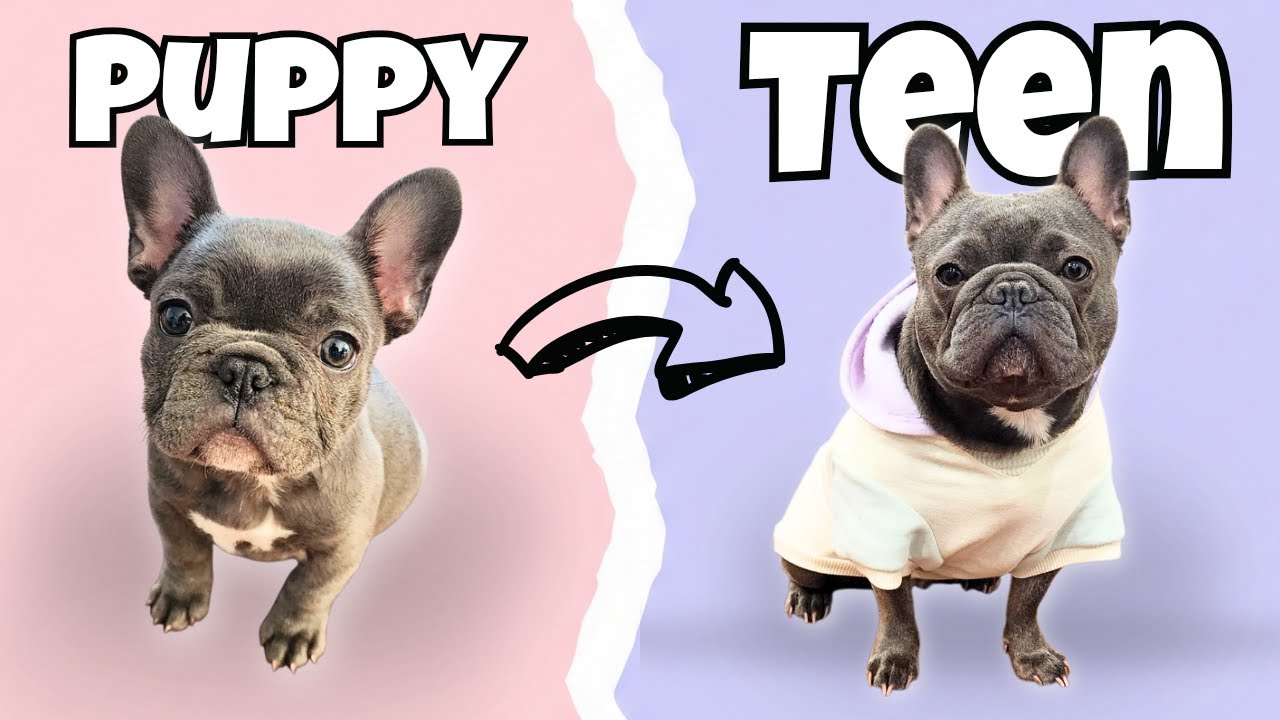 FRENCH BULLDOG PUP TO TEEN