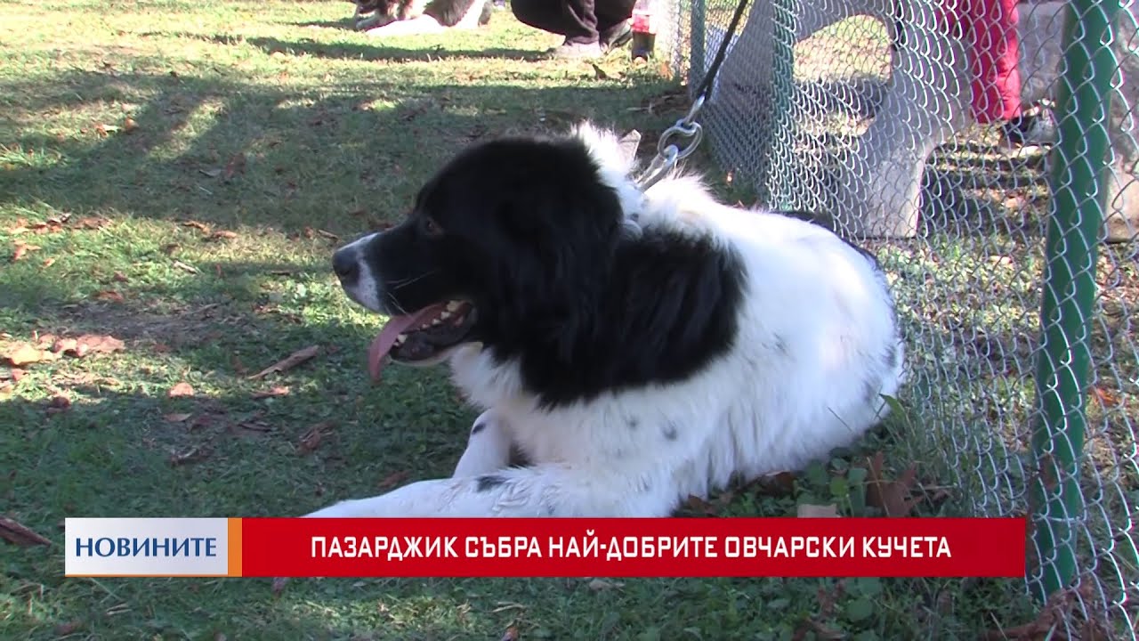 Пазарджик събра най-добрите овчарски кучета