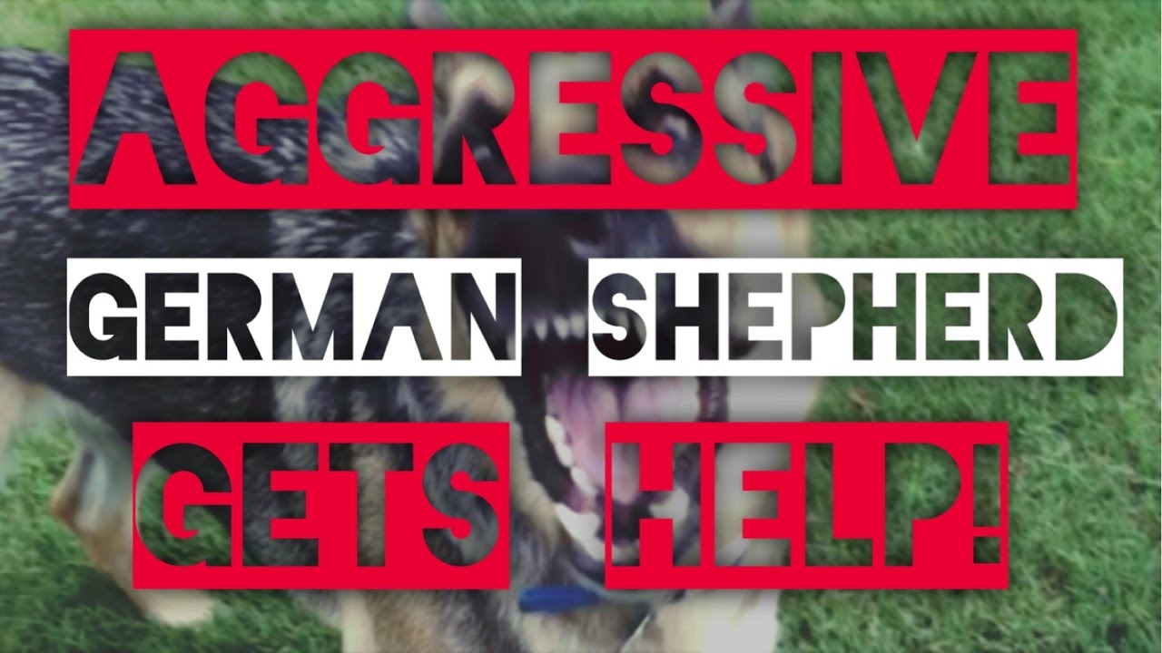 Aggressive German Shepherd-Dog training with America's Canine Educator