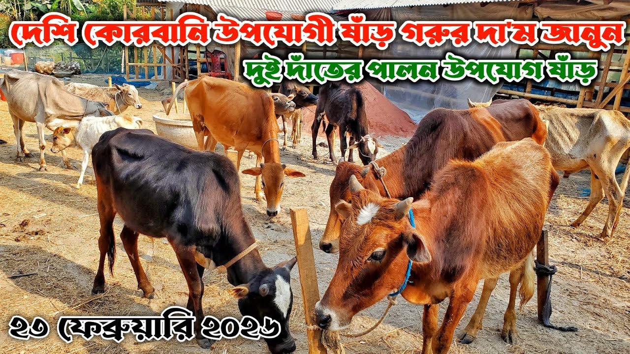 824- খাঁটি দেশী কোরবানি উপযোগী ষাঁড় গরুর দা'ম জানুন | ২৩ ফেব্রুয়ারি ২০২৬ | নগর বাংলা টিভি
