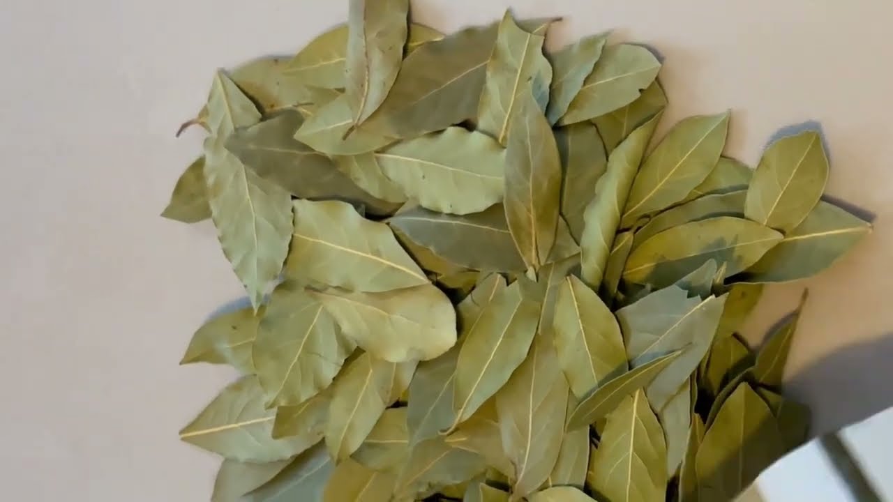 Turkish Bay Leaves Arselia Products- Mediterranean Bay Leaf Dried Bay Leaves www.arselia.com