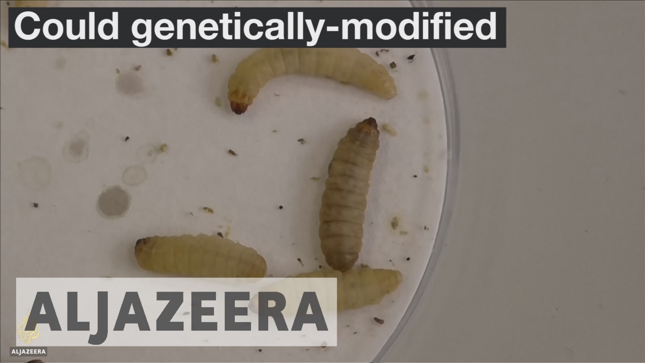 Could Genetically-Modified Larvae Reduce Animal Testing?