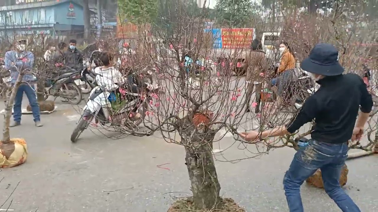 Đào Tết Lạng Sơn tại quảng trường Võ Nguyên Giáp thành phố Thái Nguyên (20/12/2021 âm lịch)