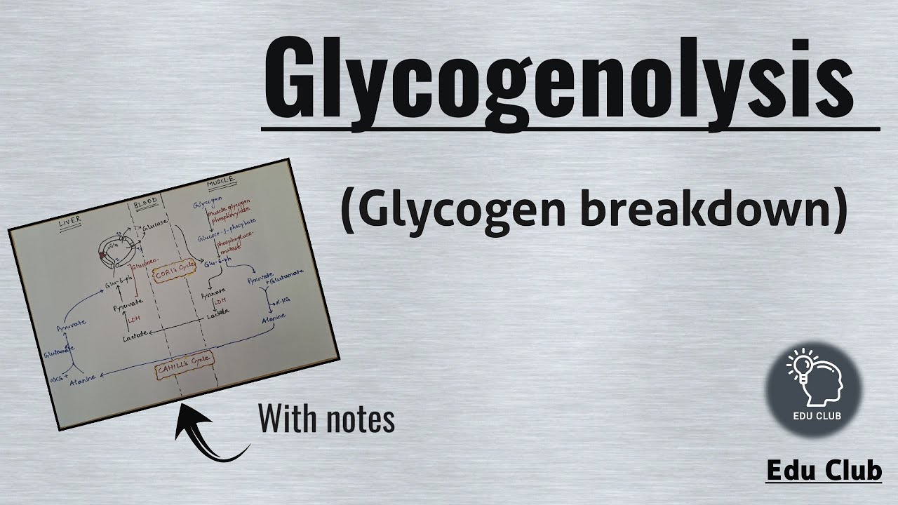 Glycogenolysis | Glycogen metabolism || Carbohydrate metabolism || Biochemistry