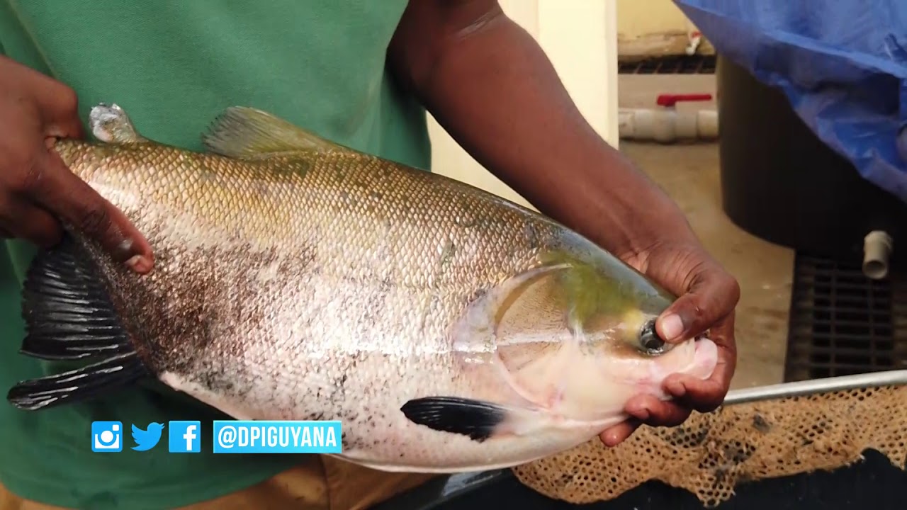 Agriculture Minister visits Satyadeow Sawh Aquaculture Station