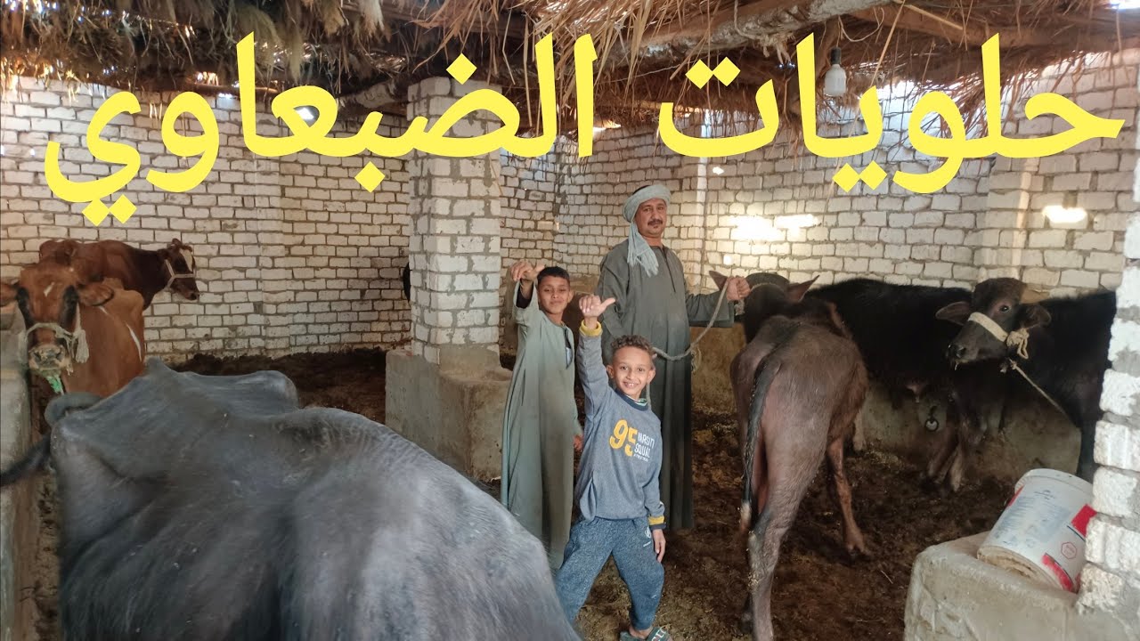 بقر وجاموس وعجول علف ولحم بأجمل الاسعار عند الضبعاوي يومكم كلو رزق ١١/ ٢/ ٢٠٢٦م