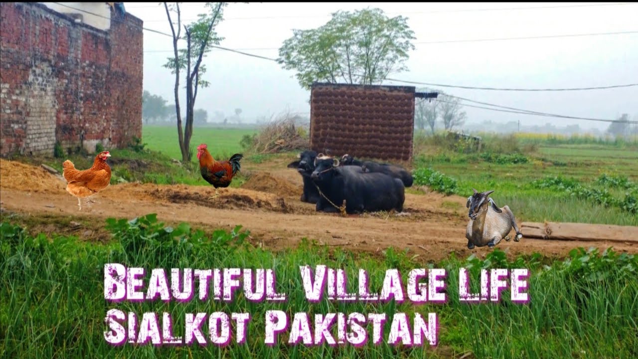 Beautiful village life in Sialkot Pakistan | Rural Life in Pakistan
