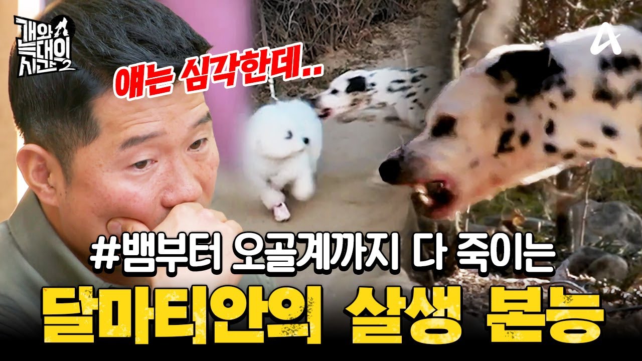 [#클립배송] 뱀부터 오골계, 지나가는 개까지 다 죽이려 드는 달마티안… 강형욱도 우려하는 살생 본능 | #개와늑대의시간2 5회