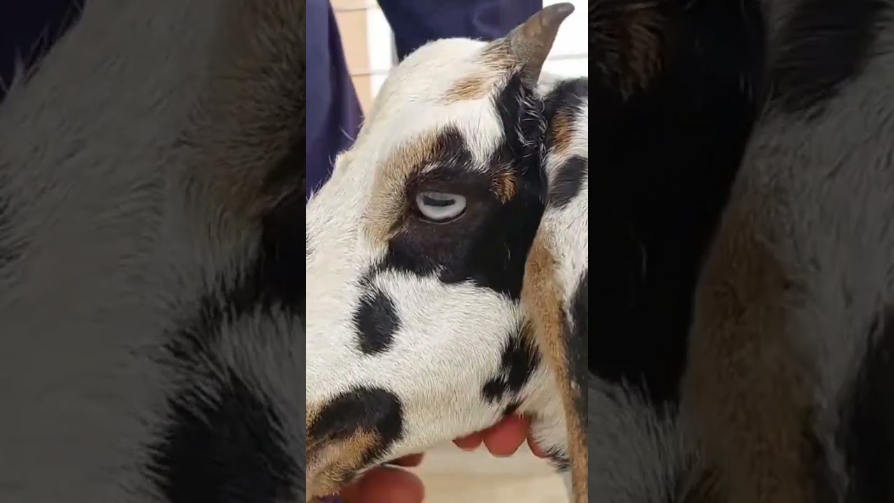 #beautifulgoat