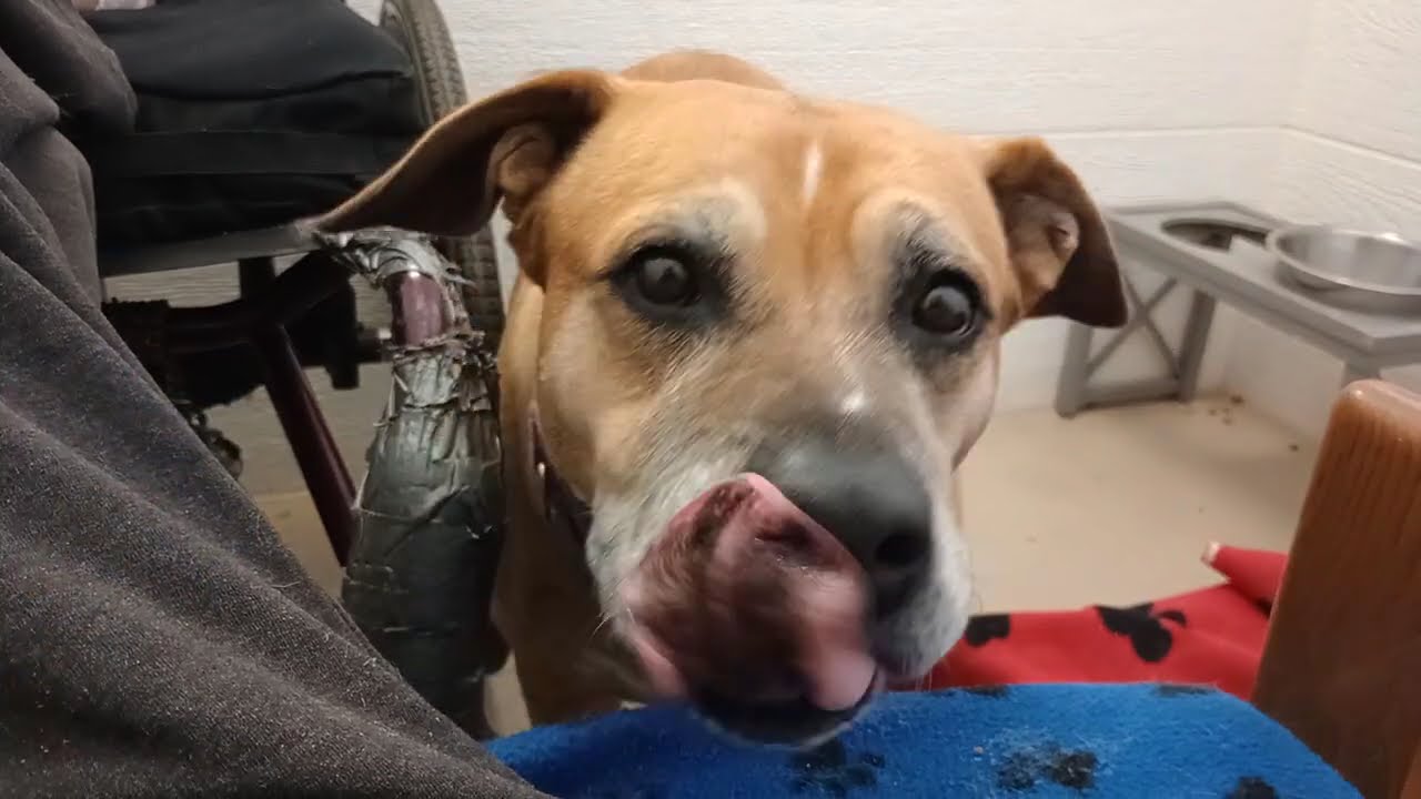 Kaia 8y A878948@TRN, via kennel 118 PACC shelter Longtimer Love seein her motivated happy20260222462
