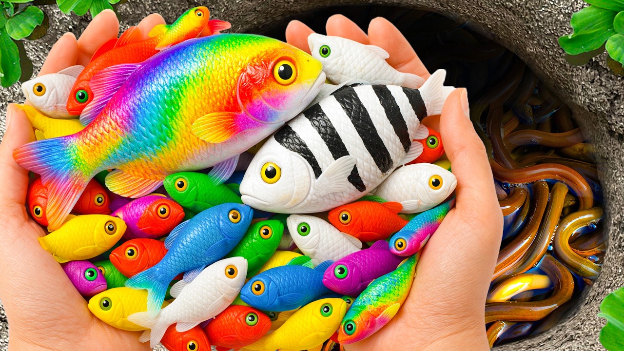 Catch Freshwater Aquarium Fish in Giant Colorful Egg, Galaxy Guppy, Molly Fish, Sam Fish, Turtle,Eel